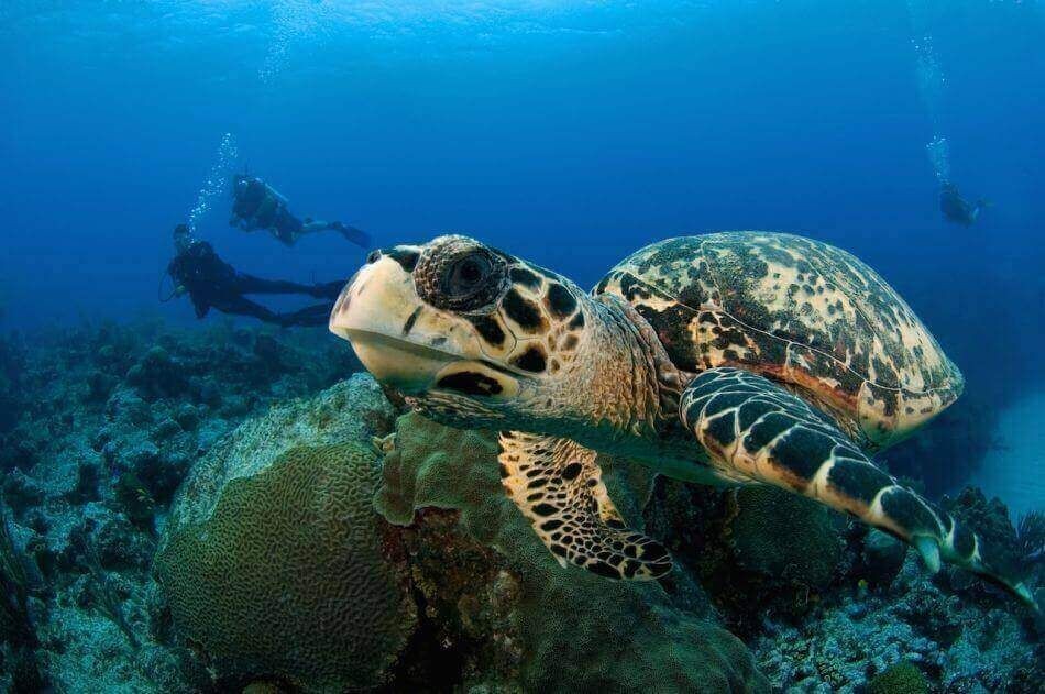 Hawksbill turtle