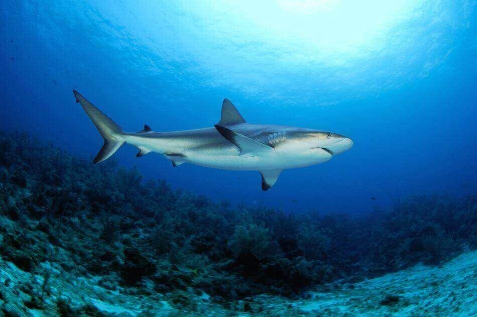 Caribbean reef shark on the East End reef